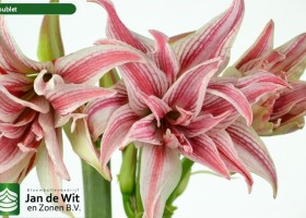 hippeastrum Doublet (2)